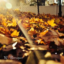 autumn