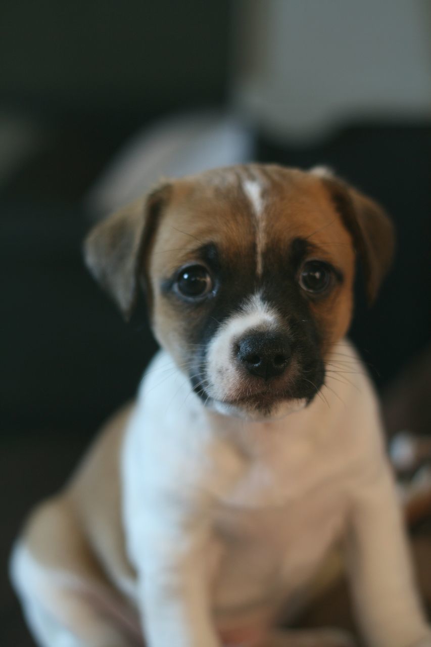 CLOSE-UP PORTRAIT OF PUPPY