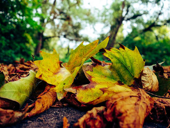 Close-up of dry leaves on tree