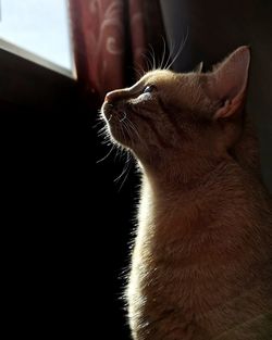 Close-up of a cat looking away at window