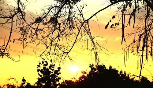 Low angle view of silhouette trees against sky during sunset