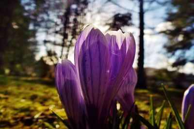 Close-up of purple flowers