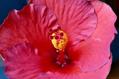 Macro shot of red flower