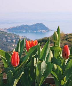 Close-up of red tulip flowers against sky