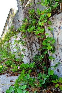 Plants growing on rocks