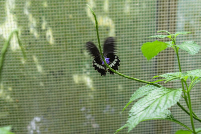 Close-up of butterfly perching on plant