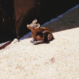 High angle view of stuffed toy on metal