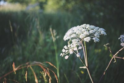 Close-up of white flowering plant on field