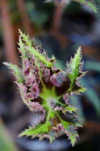 Close-up of pink flowering plant leaves