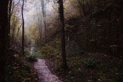 Footpath amidst trees in forest during autumn