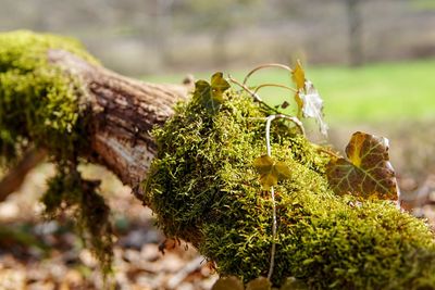 Close-up of moss growing on tree