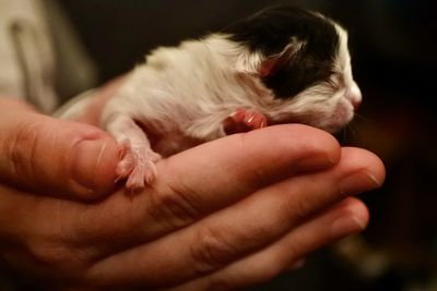 Kitten in human hand