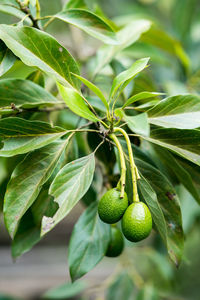 Close-up of fresh fruits on tree