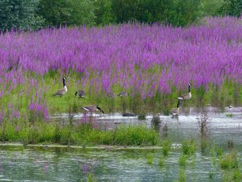 Scenic view of flowers in garden by lake