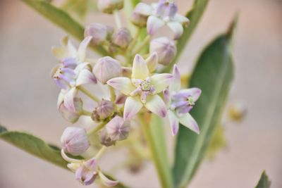 Close-up of pink flowering plant