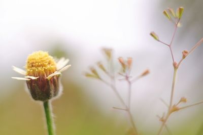 Close-up of flowering plant