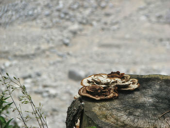 Close-up of mushroom on tree stump