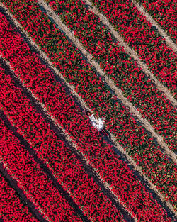 Full frame shot of red crop in field