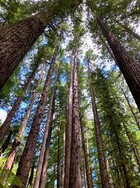 Low angle view of bamboo trees