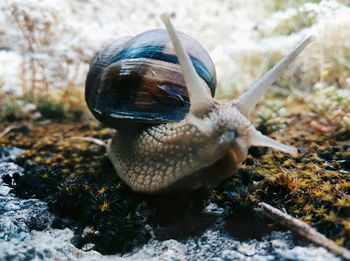 Close-up of snail on land