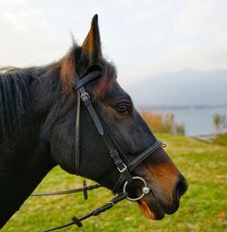 Close-up of horse standing on field against sky