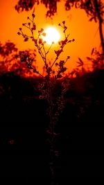 Silhouette plants against orange sky during sunset