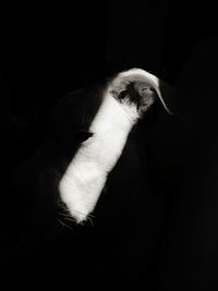 Close-up of a dog over black background