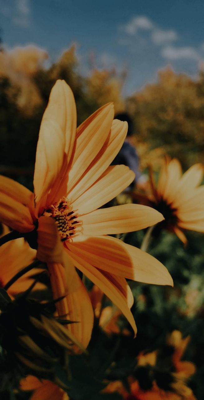 flower, plant, flowering plant, freshness, beauty in nature, yellow, close-up, fragility, nature, growth, petal, flower head, leaf, inflorescence, sunlight, autumn, focus on foreground, macro photography, no people, blossom, pollen, sky, outdoors, botany, day, springtime