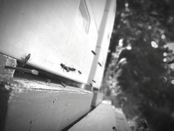 Close-up of insect on wall