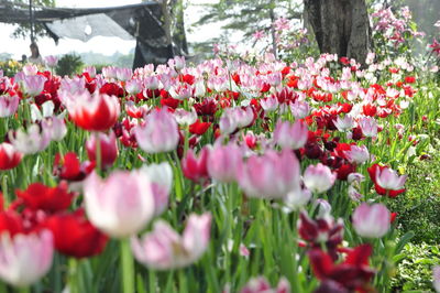 Close-up of pink flowering plants in park