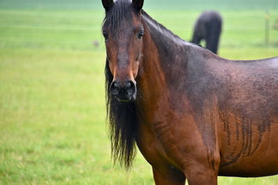 Portrait of horse on field