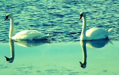 Swans swimming in lake