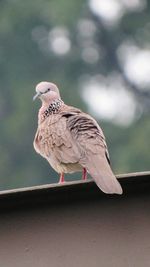 Close-up of owl perching outdoors
