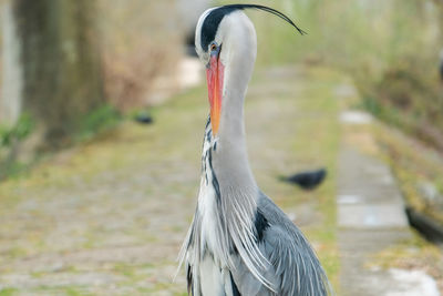 Close-up of bird