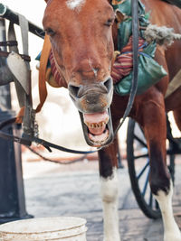 Close-up of horse standing on footpath