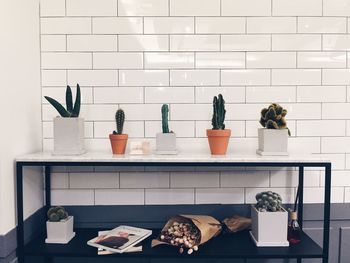 Cactus plants on table