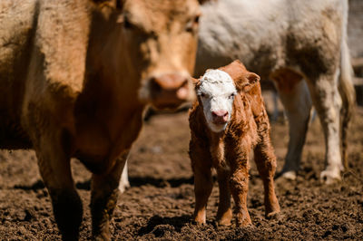 Cows standing in a field