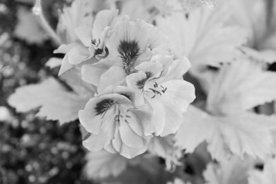 Close-up of flowers blooming outdoors