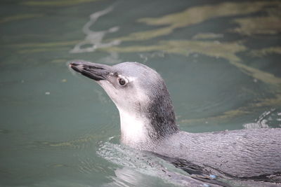 Close-up of bird swimming in water