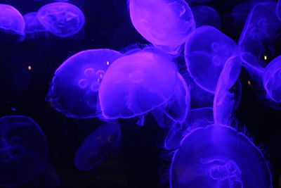 Close-up of jellyfish swimming underwater