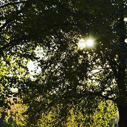 Sun shining through trees