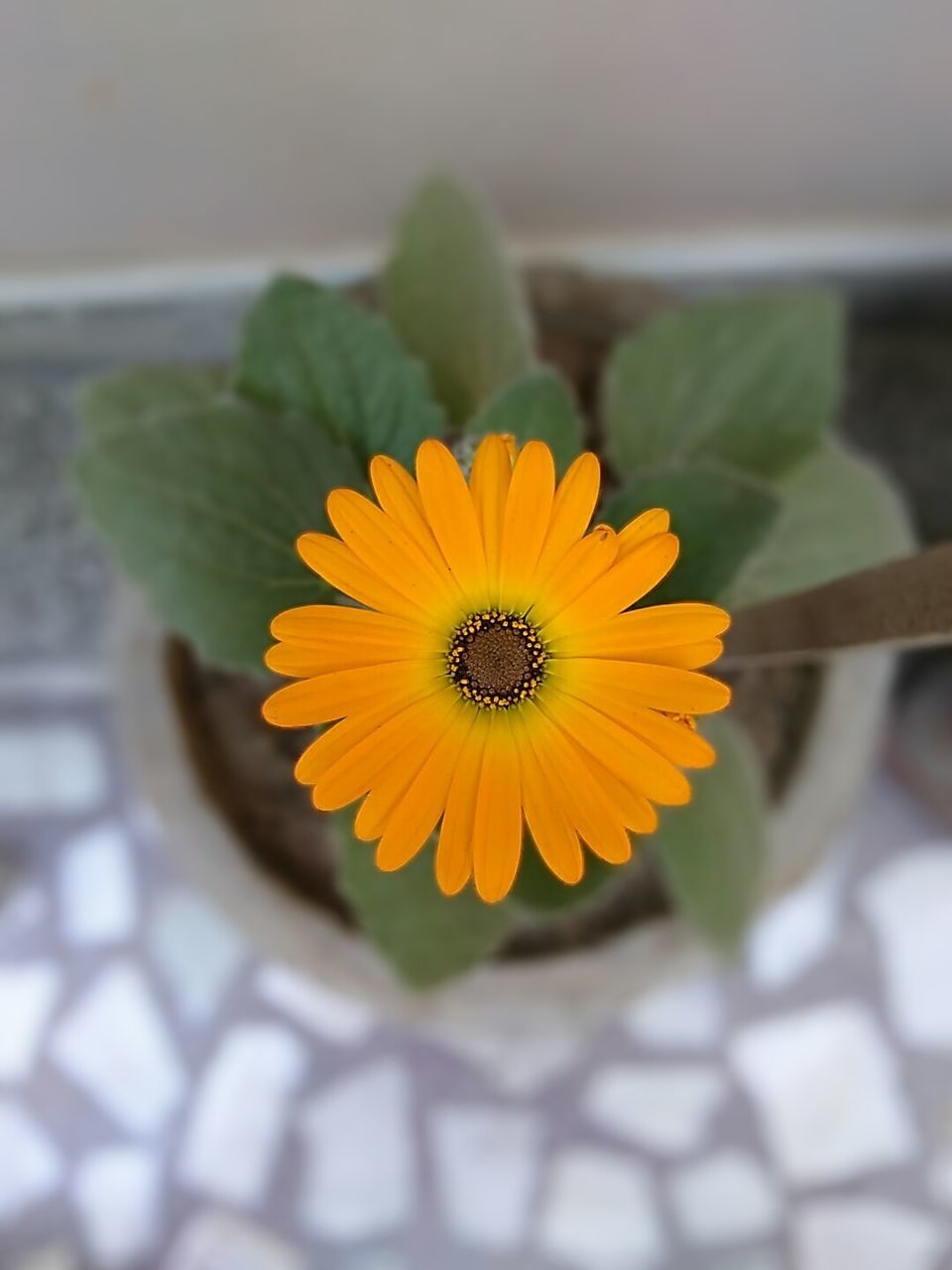 flower, flower head, petal, yellow, fragility, freshness, nature, beauty in nature, no people, pollen, plant, leaf, close-up, daisy, gerbera daisy, day, outdoors