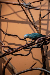 Close-up of a bird perching on branch