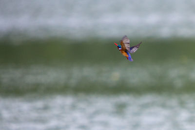 Close-up of bird flying