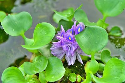 Close-up of purple lotus water lily