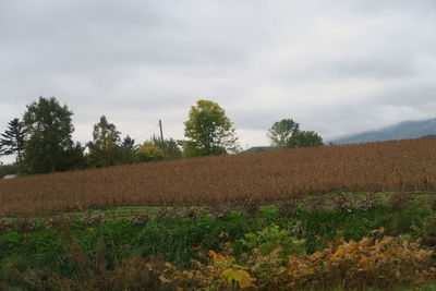 Plants growing on field against sky