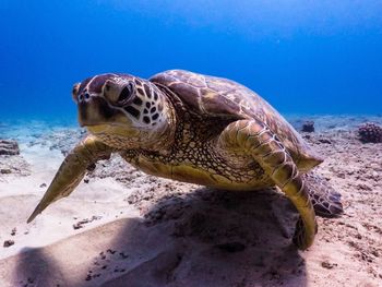 Turtle swimming underwater