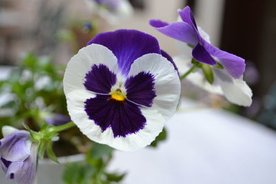 Close-up of purple flowers blooming outdoors