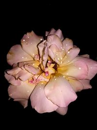 Close-up of wet pink rose against black background