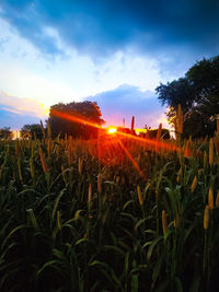 Scenic view of field against sky during sunset